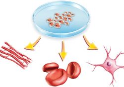 Công nghệ tinh chất P’cell và ứng dụng trong thẩm mỹ