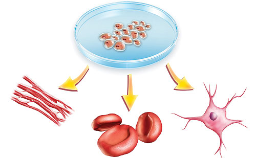 Tế bào gốc có khả năng phân chia mạnh mẽ thành các loại tế bào khác nhau.